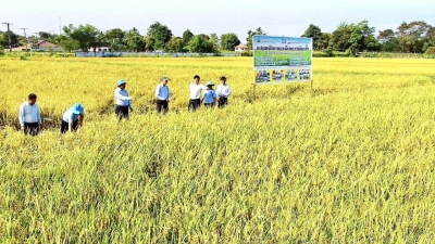 Mô hình trình diễn sản xuất lúa giống của SPC tại Lào cho năng suất cao
