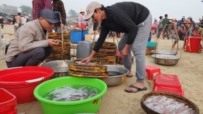 Ngư dân Quảng Nam được mùa mực biển
