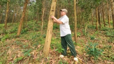 Khuyến khích doanh nghiệp đầu tư, liên kết với người dân trồng rừng gỗ lớn