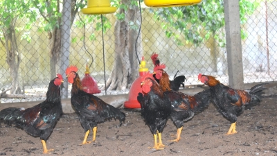 Chuỗi chăn nuôi gà '3 chung' Gò Công