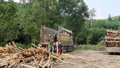Quảng Bình rà soát, kiểm tra quản lý các cơ sở thu mua gỗ rừng trồng