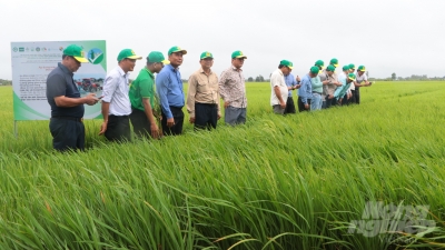 Ngành nông nghiệp Campuchia tham quan mô hình sản xuất lúa thông minh tại ĐBSCL