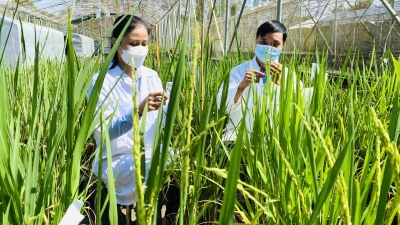 Rủi ro chính sách trong hợp tác công tư nghiên cứu, thương mại giống lúa