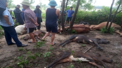 8 con bò bị sét đánh chết sau trận mưa lớn