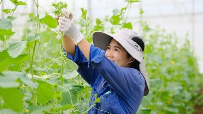Cận cảnh các nhà màng trồng rau công nghệ cao ở Mộc Châu
