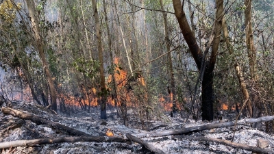 Khánh Hòa: Đã khống chế được đám cháy 60ha rừng và ruộng mía
