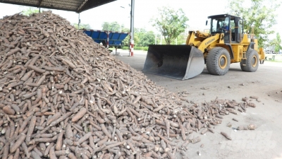 Tây Ninh chấn chỉnh nhiều nhà máy tinh bột sắn gây ô nhiễm