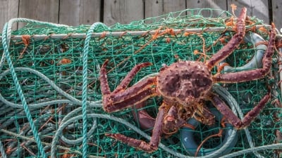 Đánh bắt hải sản bền vững với bẫy cua nâu ở Na Uy