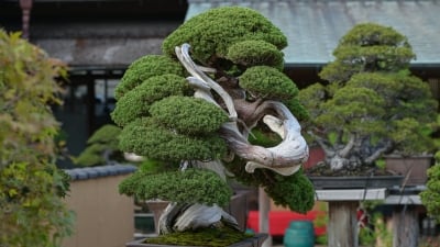 Cây duyên tùng ngàn tuổi ở Bảo tàng bonsai giữa lòng Tokyo