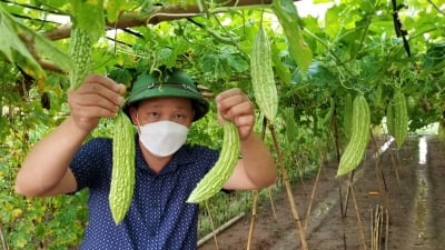 Nông nghiệp Hà Nội thay đổi nhờ tư duy sản xuất hàng hóa