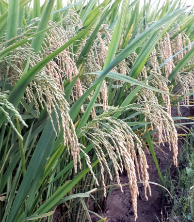 A new hybrid combination with high yield and resistance to blight was tested in Gia Lai.