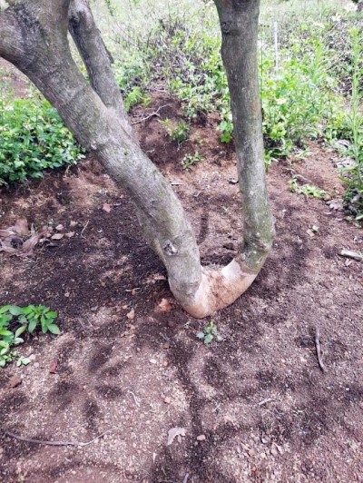 Cây bơ trồng ở Măng Đen, Gia Lai: Bơ trồng sâu dưới mặt đất, không thấy rễ chùm nổi lên. Bơ trồng không đúng kỹ thuật rất dễ bị nấm bệnh tấn công. Ảnh: Nguyễn Minh Châu.