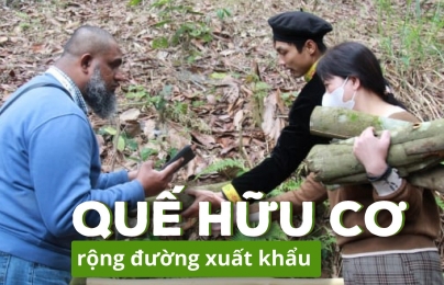 Mục tiêu 20.000ha quế có chứng nhận hữu cơ