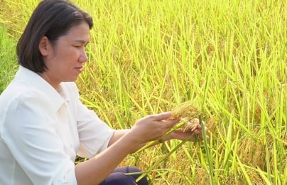 Lợi nhuận tăng gấp đôi nhờ trồng lúa hữu cơ
