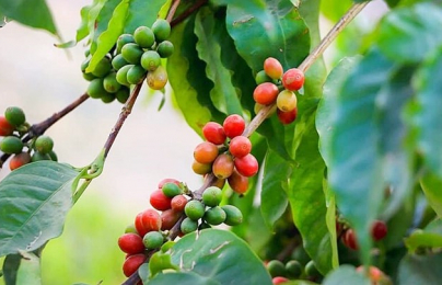 Giá cà phê hôm nay 27/3/2023: Cao nhất ở mức 48.400 đ/kg