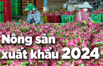 Giá thanh long Bình Thuận tăng mạnh