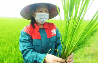 Quế Lâm 'bắt tay' Hà Tĩnh lan tỏa nông nghiệp hữu cơ