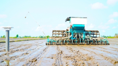 Cánh đồng lúa giảm phát thải đầu tiên bắt đầu gieo trồng