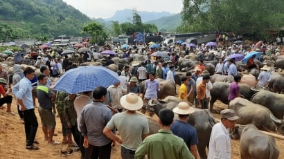 Nguy cơ bùng phát dịch bệnh ở Nghiên Loan, chợ bò lớn nhất miền Bắc