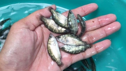 Tập huấn nuôi cá chẽm lồng bè sử dụng thức ăn công nghiệp