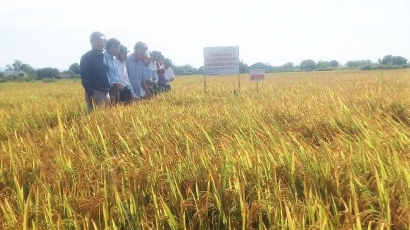 Áp dụng gói kỹ thuật tổng hợp vào sản xuất lúa, lợi nhuận tăng 20%