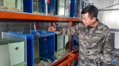 Sinh sản nhân tạo và nuôi thương mại cá khoang cổ nemo