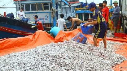 Sôi động mùa cá cơm