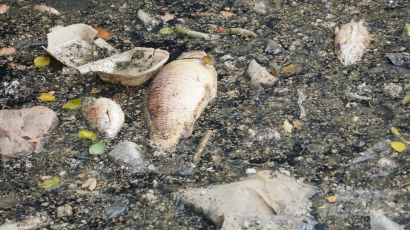 Cá chết, rác thải ngập ngụa kênh Nhiêu Lộc - Thị Nghè