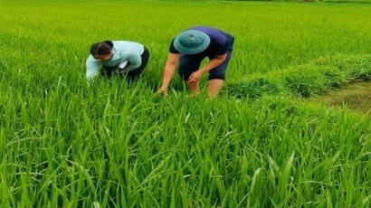 Cao điểm phòng trừ sâu bệnh trên lúa xuân tại Lào Cai