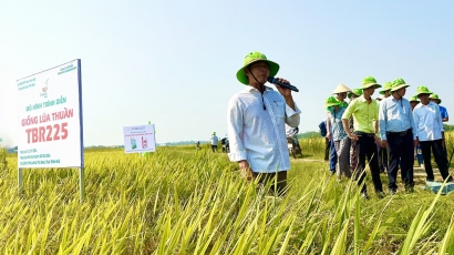 ThaiBinh Seed thúc đẩy xây dựng cánh đồng lớn, bao tiêu sản phẩm