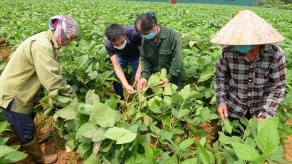 Bắc Giang liên tục tăng diện tích rau màu vụ mùa