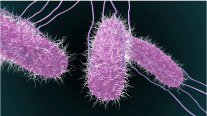 Vụ bé 6 tuổi tử vong sau đêm Trung thu: Vi khuẩn Salmonella spp có trong phân của hai trẻ ngộ độc