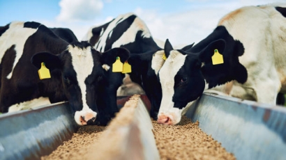 4 Hiệp hội chăn nuôi kiến nghị bãi bỏ hàng loạt quy định gây lãng phí