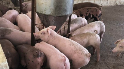 Giá heo hơi hôm nay 2/5/2024: Quảng Ninh triển khai mô hình nuôi lợn hiệu quả