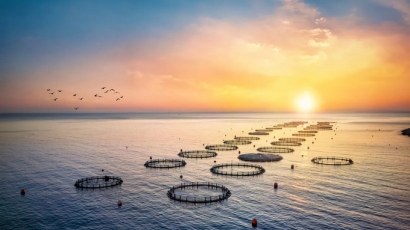 Cảm biến giúp nuôi trồng thủy sản thích ứng biến đổi khí hậu