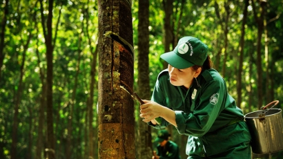 60% diện tích cao su đạt chứng nhận quản lý rừng bền vững đến 2030