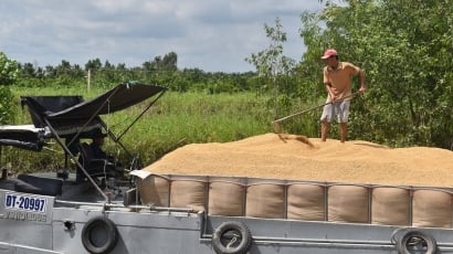 Vĩnh Long: Nông dân chốt được giá lúa cao nhất 8.900 đồng/kg