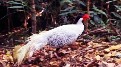 Thả cá thể gà lôi trắng quý hiếm vào Vườn quốc gia Bạch Mã