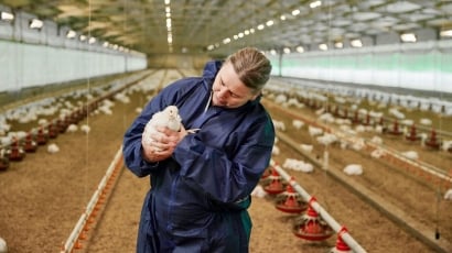 Ngành chăn nuôi gia cầm EU trước nguy cơ gãy đổ