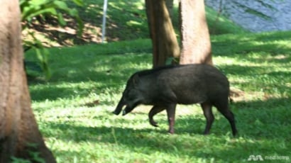 Tìm thấy virus dịch tả lợn châu Phi trong xác lợn rừng