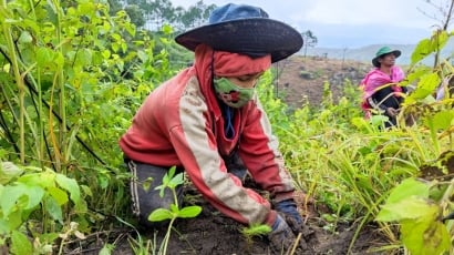 Điều chuyển hơn 57 tỷ đồng trồng rừng thay thế về tỉnh Gia Lai