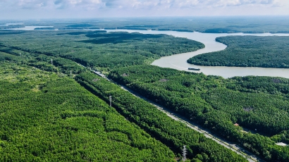 TP.HCM nghiên cứu lập đề án phủ kín rừng phòng hộ Cần Giờ