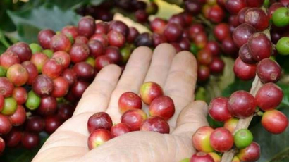 Giá cà phê hôm nay 11/10/2023: Tăng nhẹ trở lại