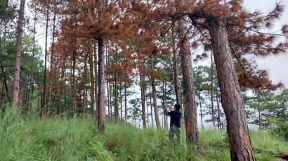 Điều tra vụ rừng thông ở Lâm Đồng bị đầu độc