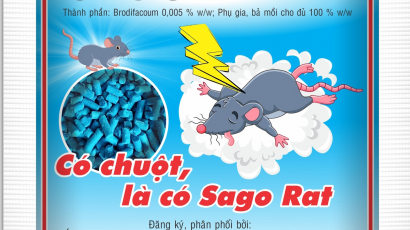 Chuột gây hại và cách phòng trị