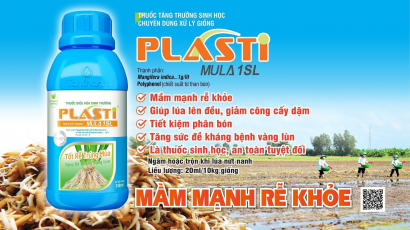 Lúa giống khỏe mạnh khi được xử lý bằng sản phẩm sinh học Plastimula 1SL