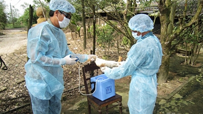 Tỷ lệ tiêm phòng vacxin đàn vật nuôi ở Thừa Thiên - Huế đạt 80%