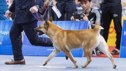 Chú chó Mông cộc về Nhất Cuộc thi Chó bản địa Việt Nam