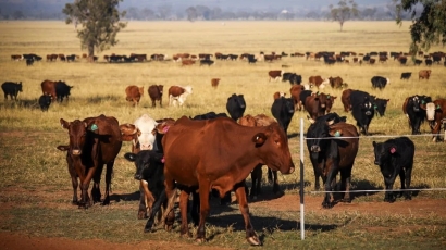 Trung Quốc nới lỏng lệnh cấm nhập khẩu thịt bò Australia