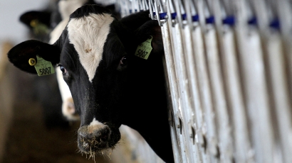 Nhiều bò sữa mắc cúm gia cầm chết ở 5 bang của Mỹ